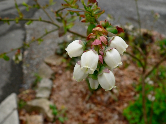 {Vaccinium corymbosum}